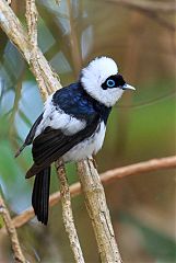 Pied Monarch